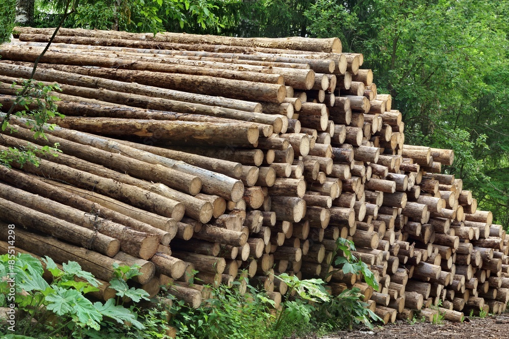 Woodpile From Sawn Pine And Spruce Logs For Forestry Industry Woodpile From Sawn Pine And Spruce Logs For Forestry Industry