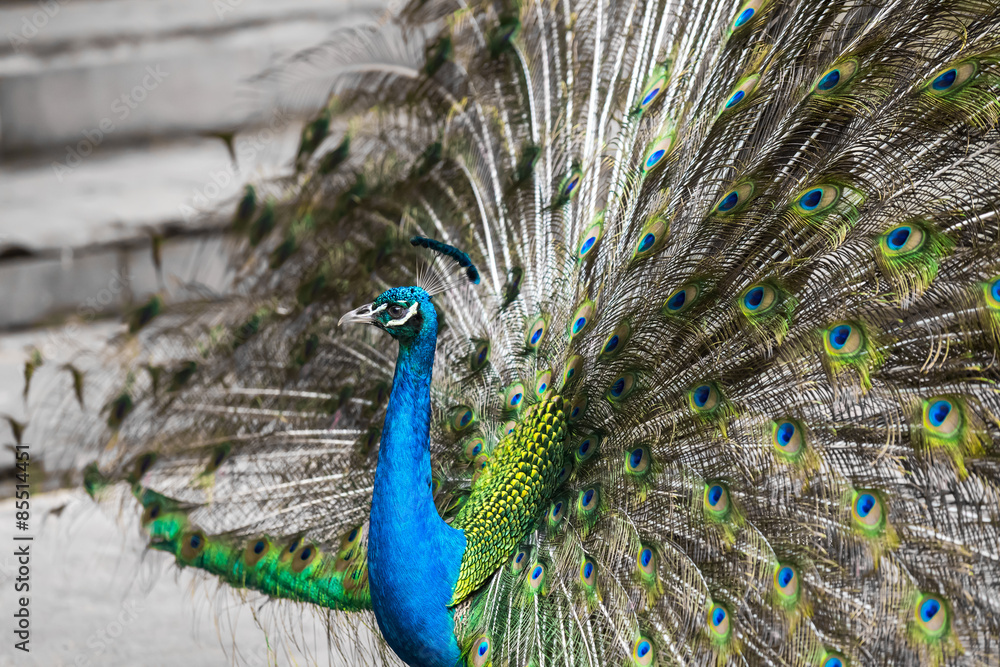 Fototapeta premium Peacock with feathers out.
