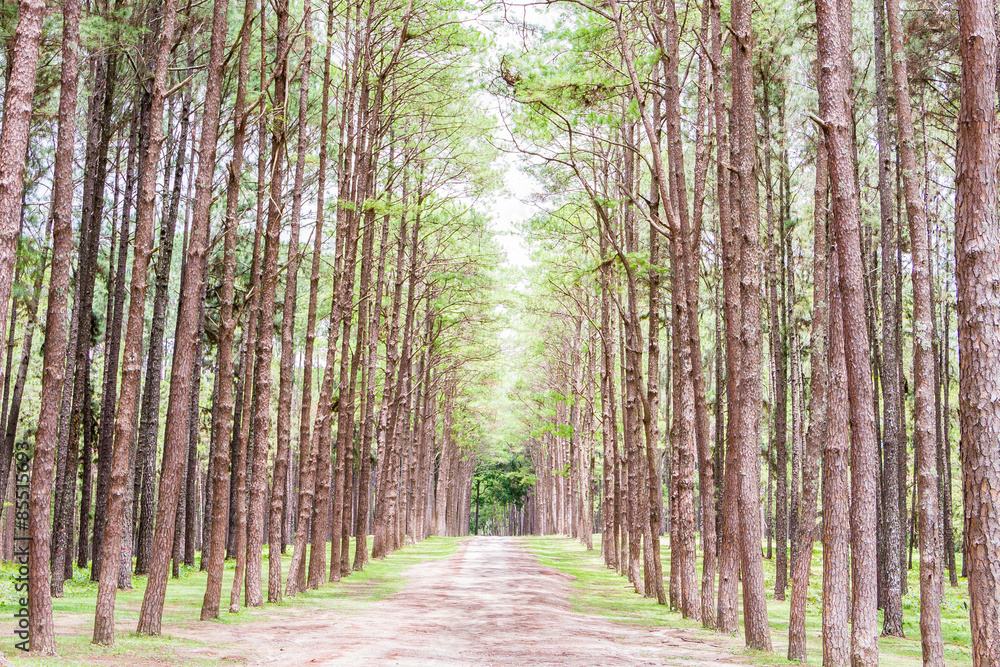 Fototapeta premium Pine Garden at Chiang Mai Thailand