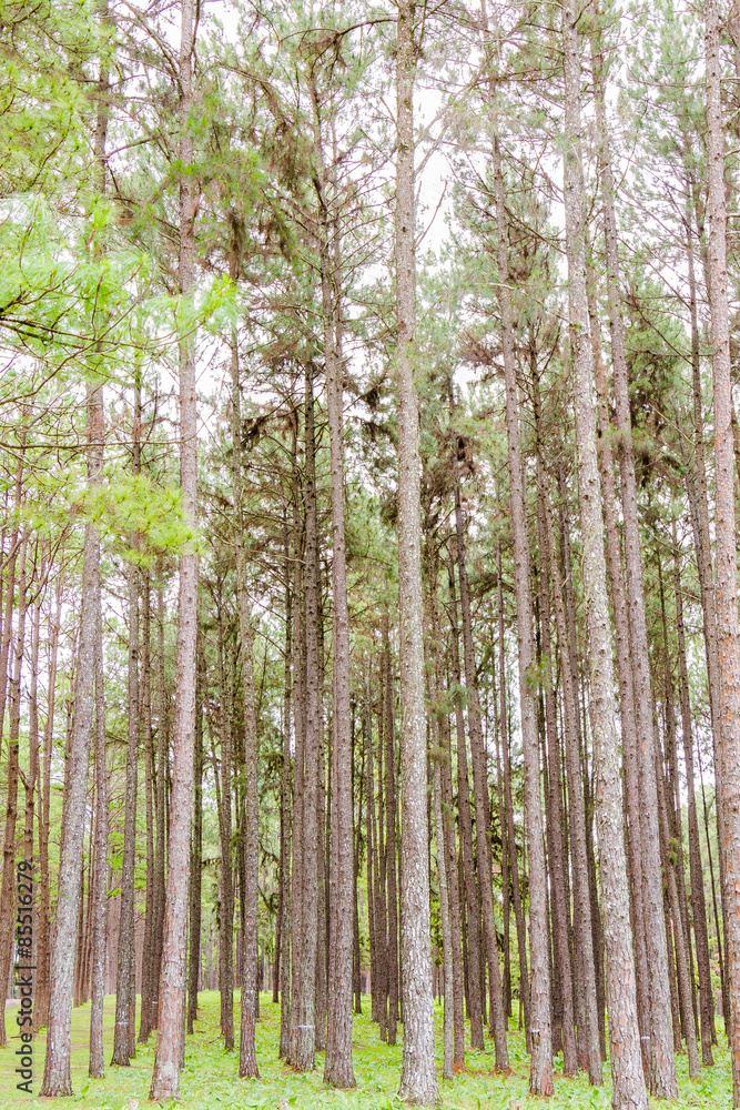 Fototapeta premium Pine Garden at Chiang Mai Thailand