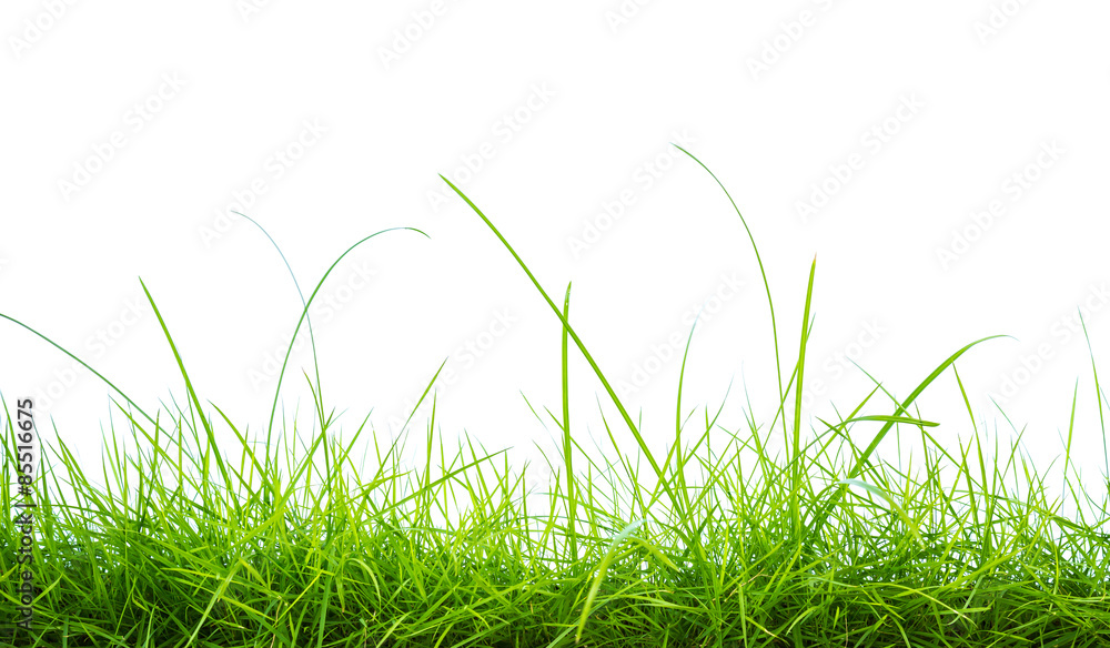 Fresh spring green grass panorama isolated on white background. Fresh spring green grass panorama isolated on white background.