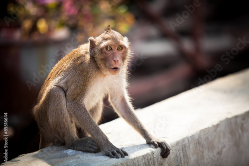 Monkey at the concrete. © pojvistaimage