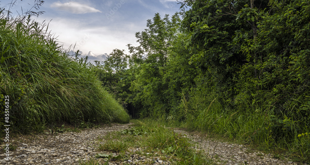 Fototapeta premium Sentiero di campagna
