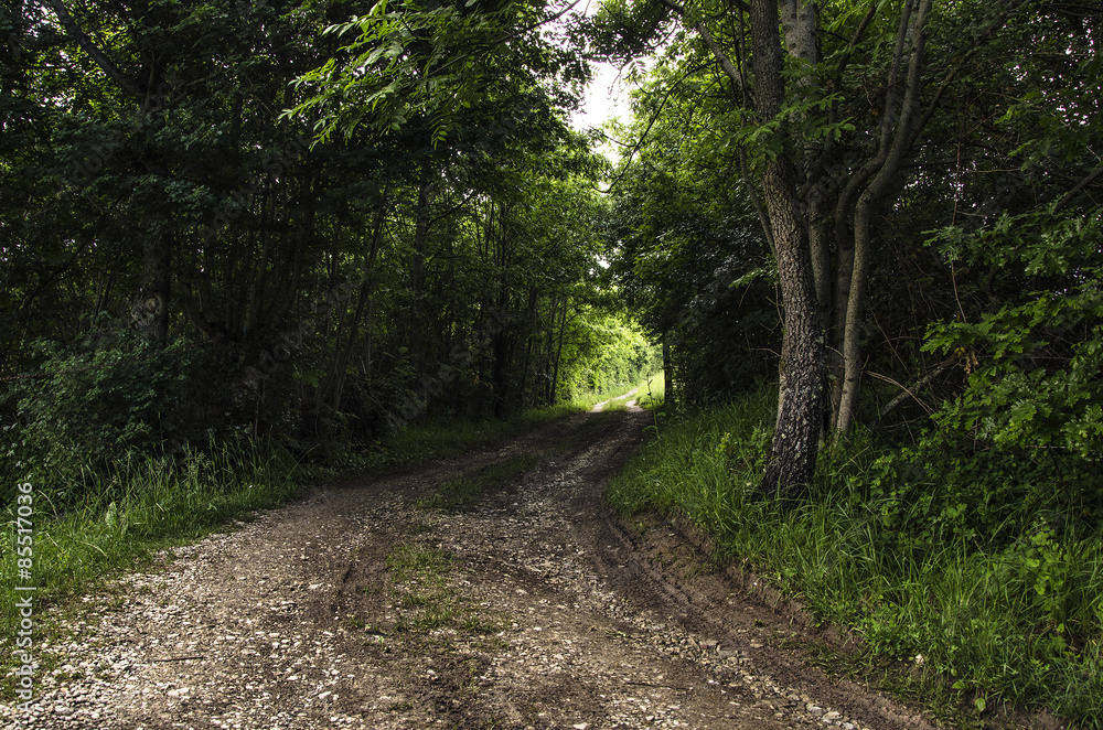 Sentiero nel bosco