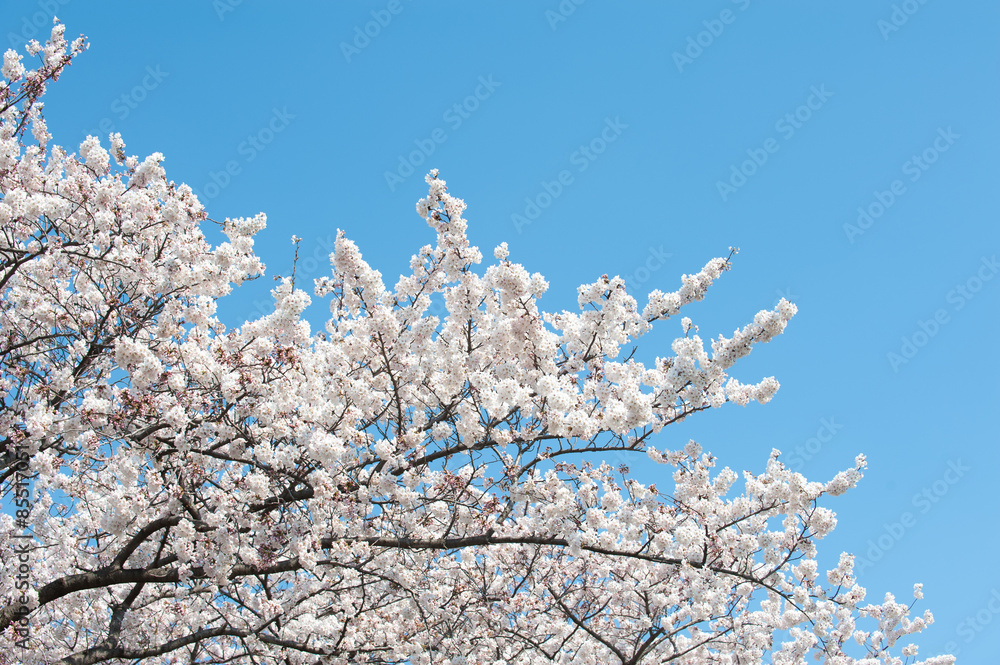 Cherry Blossoms And Sky, Tokyo, Japan