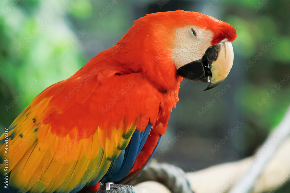Colorful red parrot bird.