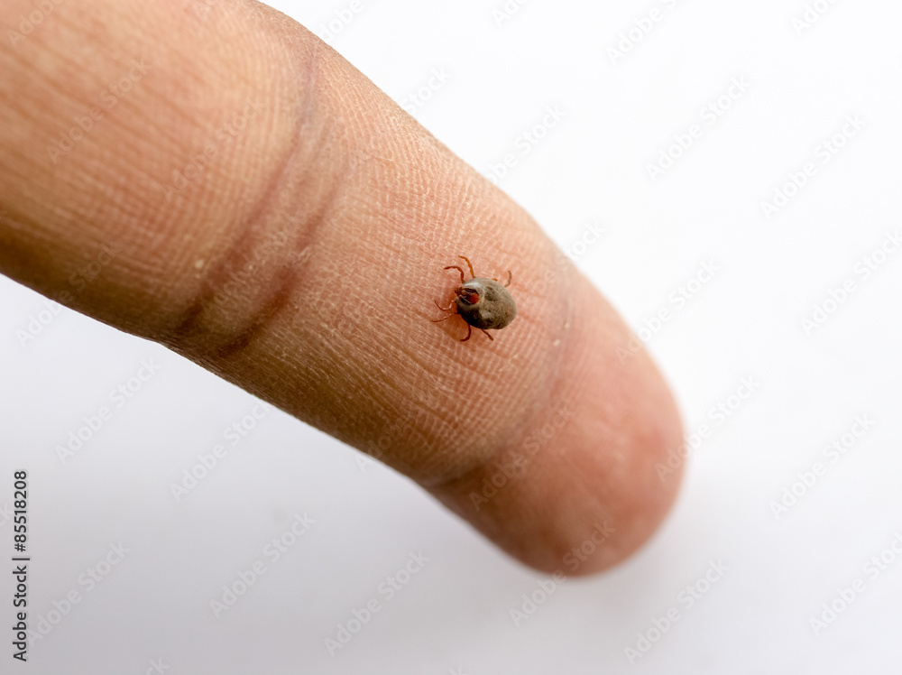 Obraz premium Man Ticks on white background.