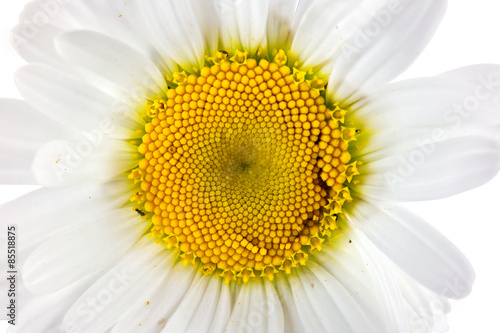 Camomile