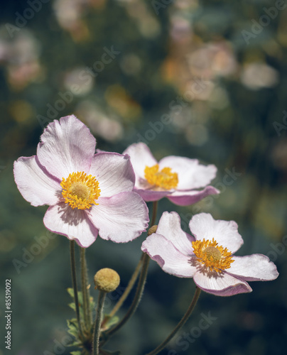 Flowers anemones 