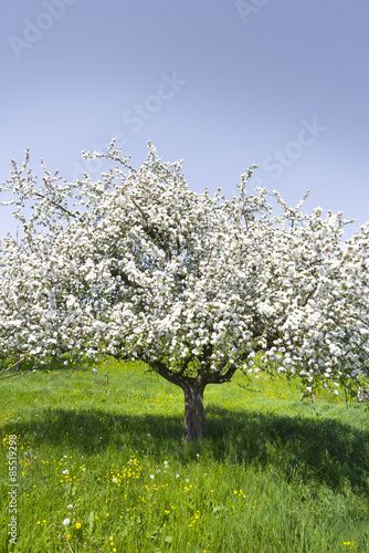 Apfelbaum in Blüte