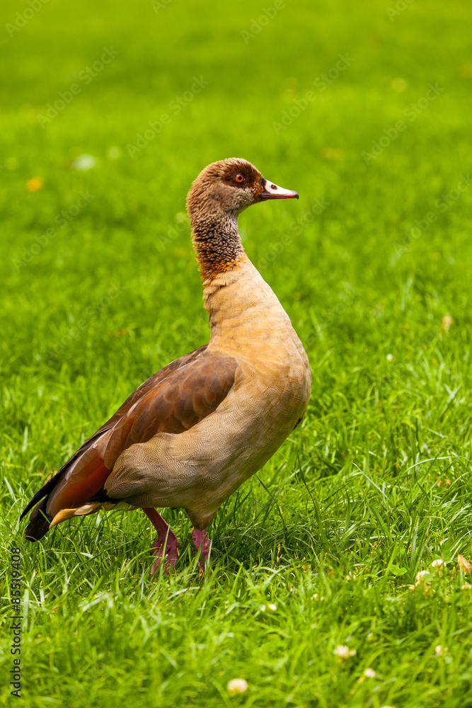 Nilgans Nilgans