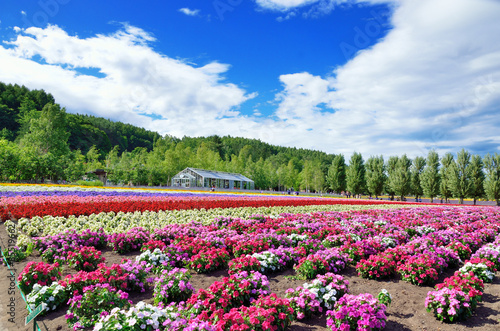 北海道 富良野の花畑