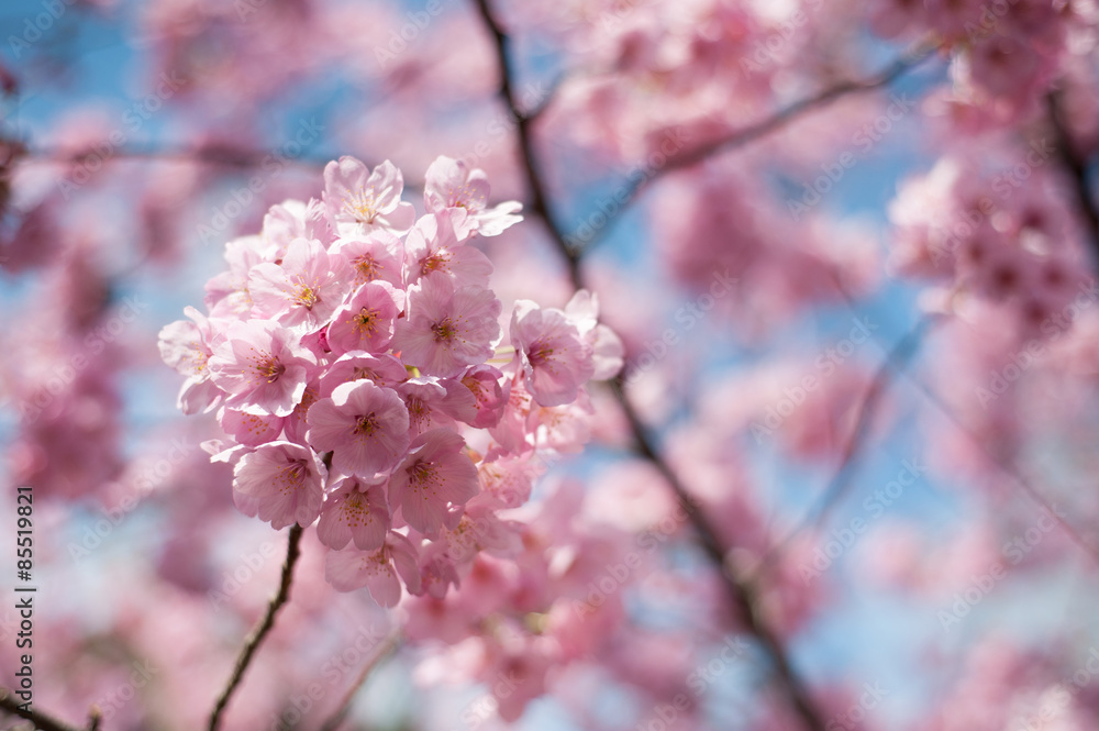 Plum Blossoms In Umegaoka, Tokyo, Japan Plum Blossoms In Umegaoka, Tokyo, Japan