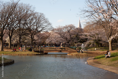Cherry blossoms in full bloom at Yoyogi Park, Tokyo, Japan