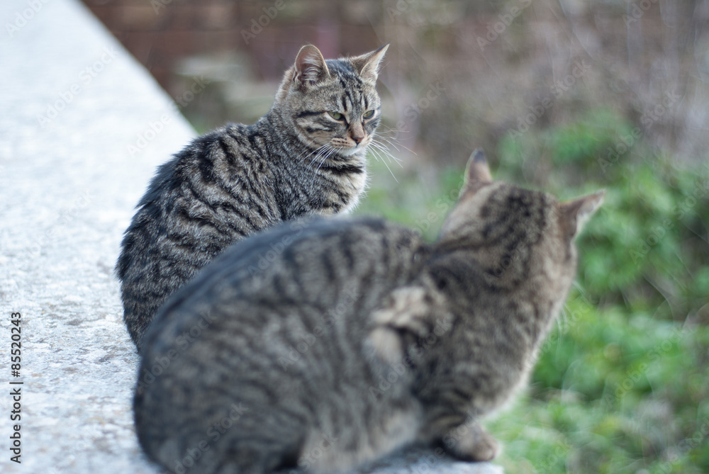 Cats in Orvieto, Terni, Italy