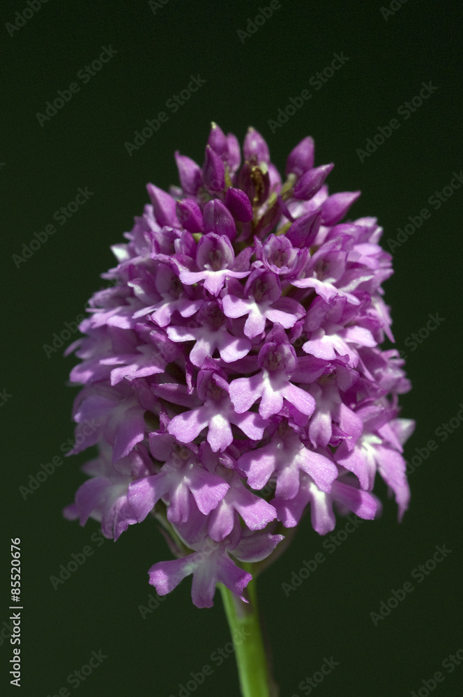 Pyramidenorchidee, Pyramiden-Orchidee, Anacamptis pyramidalis, Pyramidenorchidee, Pyramiden-Orchidee, Anacamptis pyramidalis,