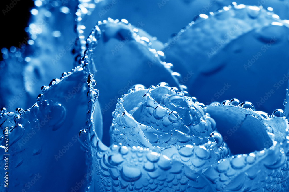 beautiful underwater blue rose