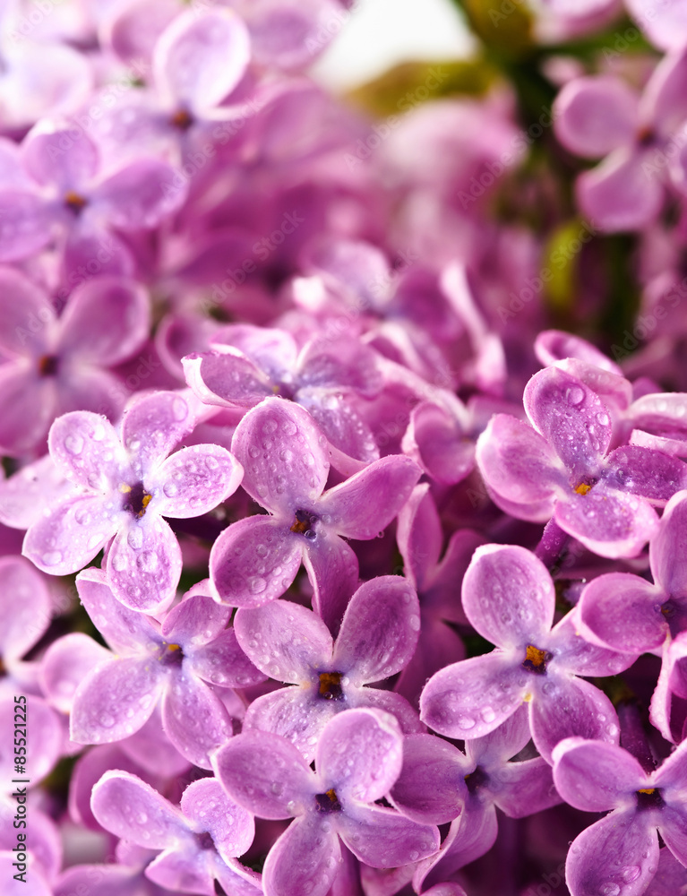 beautiful lilac background beautiful lilac background
