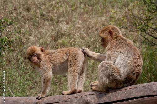 Zwei Affen beim Lausen © mkoenen