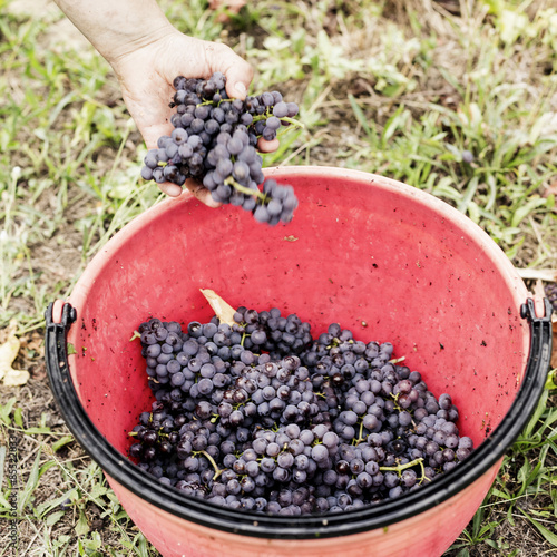 Grapes in bucket