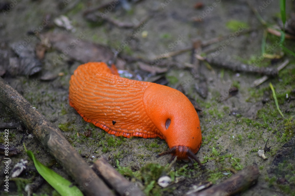 Rote Wegschnecke Rote Wegschnecke