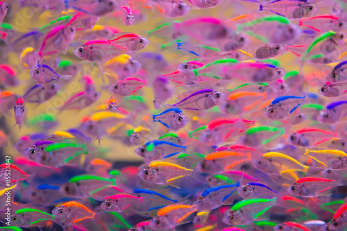 Beautiful little fish in an aquarium © jannoon028