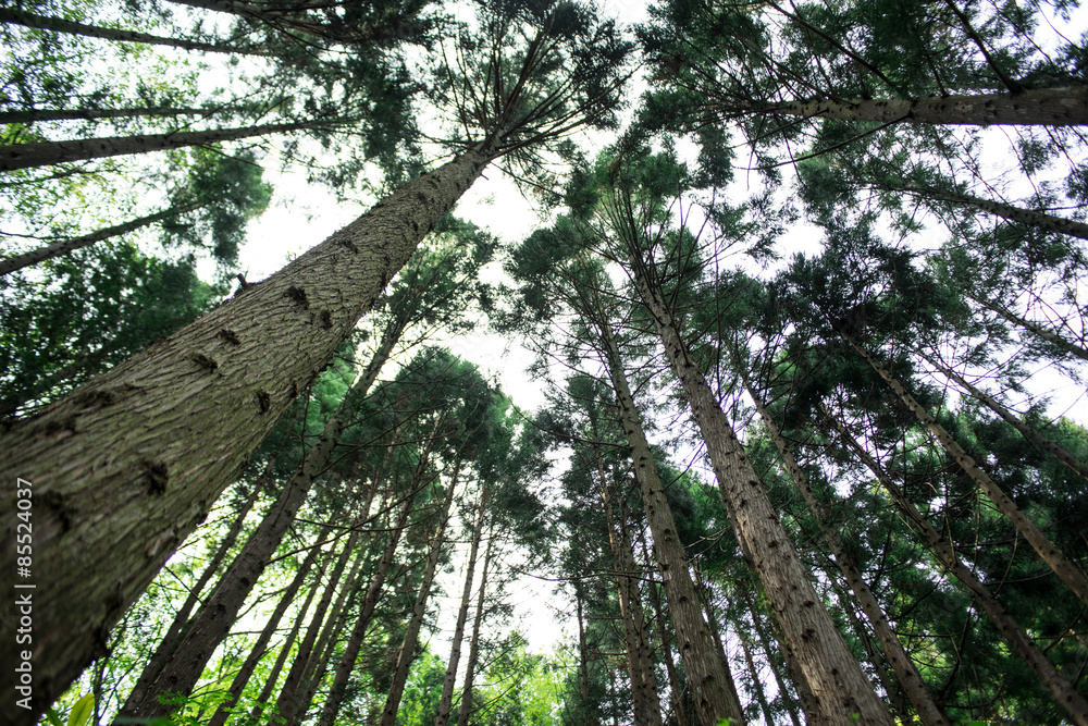 Fototapeta premium Fresh green grass, Fukushima Prefecture, Japan
