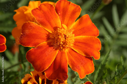 Aksamitka - Tagetes photo