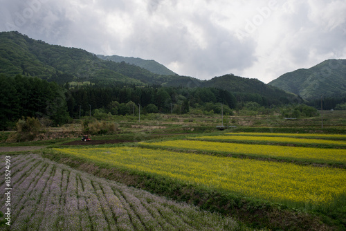 Flower field in the countryside, Fukushima Prefecture, Japan