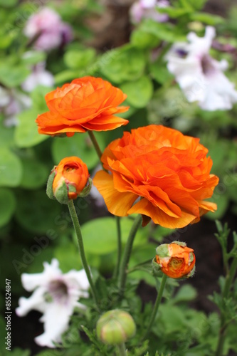 Orange ranunculus
