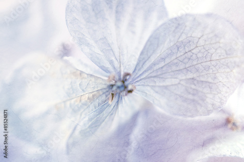 vivid flower in soft color and blur style for background
