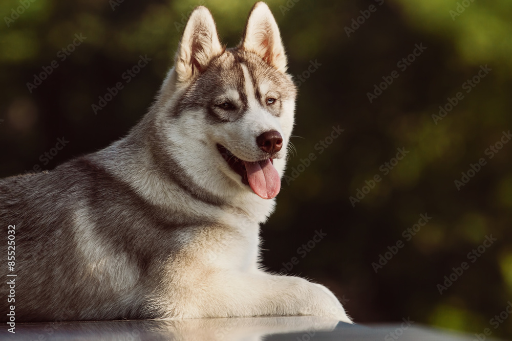 Dog. Portrait on the lawn in the urban environment. Portrait of Siberian Husky Dog. Portrait on the lawn in the urban environment. Portrait of Siberian Husky