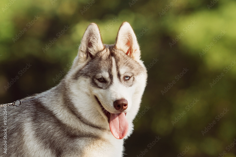 Dog. Portrait on the lawn in the urban environment. Portrait of Siberian Husky