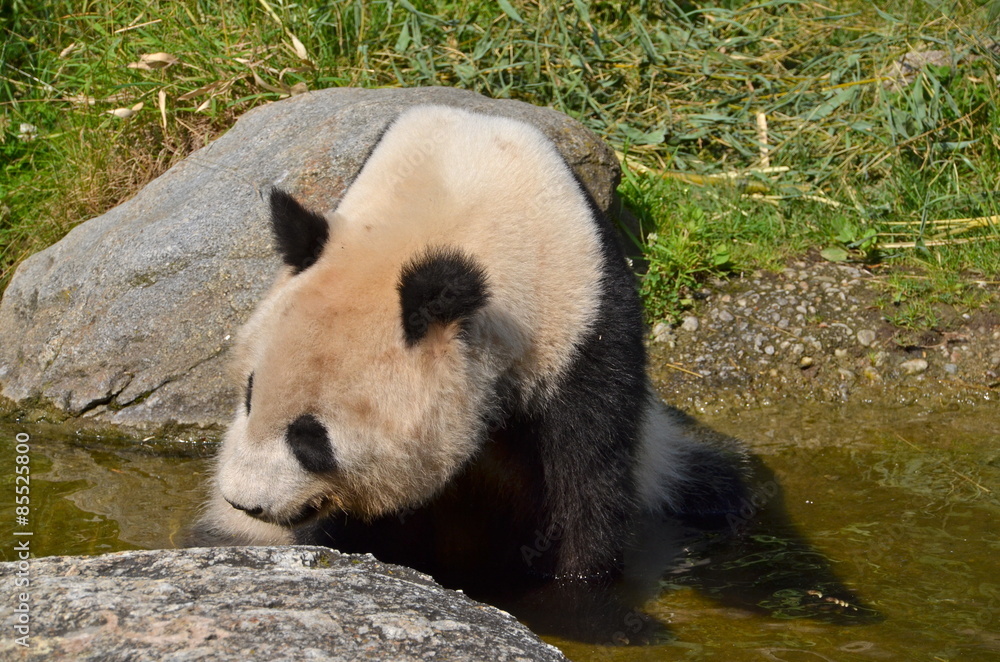 Fototapeta premium Giant panda bear at Vienna Zoo, Austria 