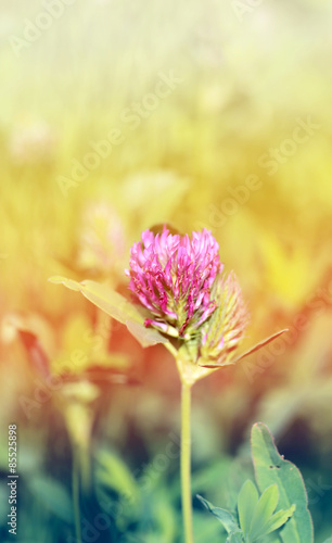 Beautiful wild flower clover