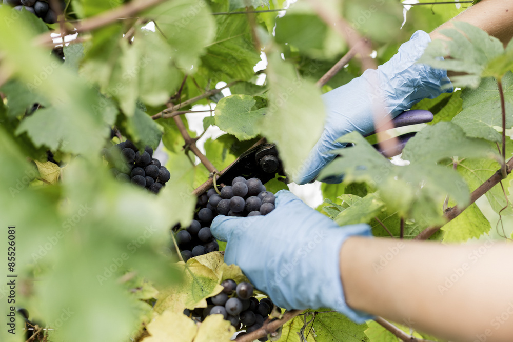 Harvesting Grapes
