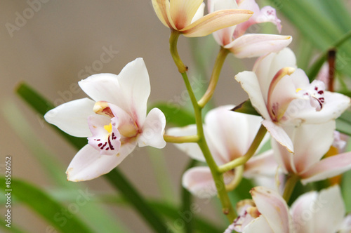 Orchidées dans la serre du Jardin du Palazzo Parisio 