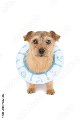 浮き輪をした犬