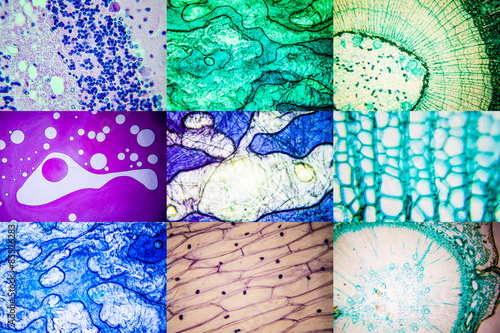 Set of science microscopic section of tissue..Real shots.  Possi photo