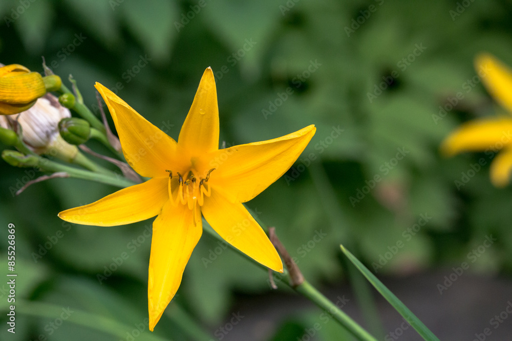 Obraz premium Gelbe Blume