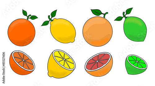 Citrus fruits vector illustration set
