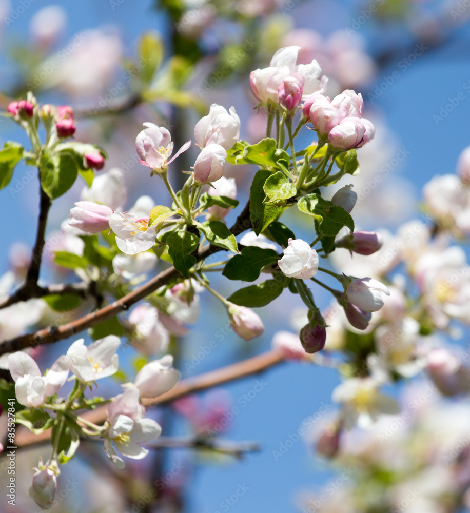 Obraz premium beautiful flowers on the branches of apple trees