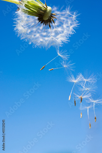 Fototapeta Naklejka Na Ścianę i Meble -  Dandelion with fluffs