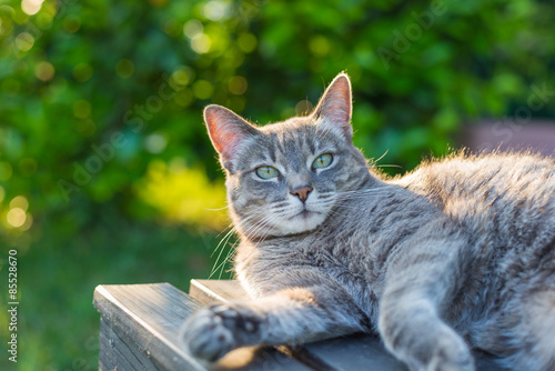 Foto Cat lying on side on a bench in backlight