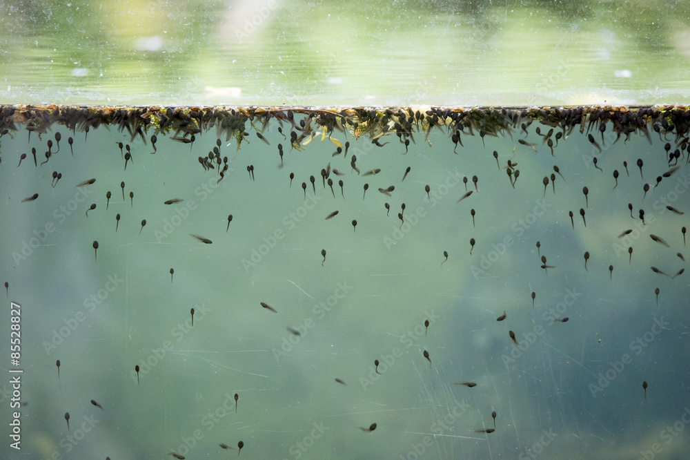 Obraz premium many polliwogs in a pond seen through a glass front