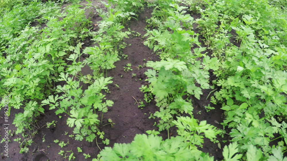 Garden bed parsley Garden bed parsley