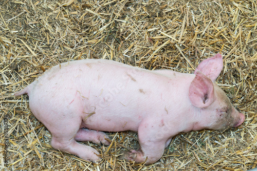 newborn piglet