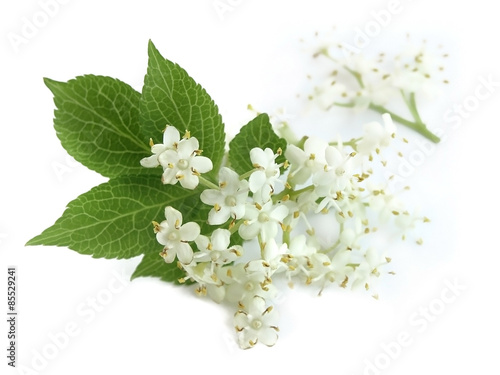 Elder (Sambucus nigra)