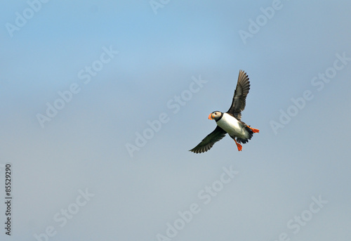 Puffin is flying in the sky

