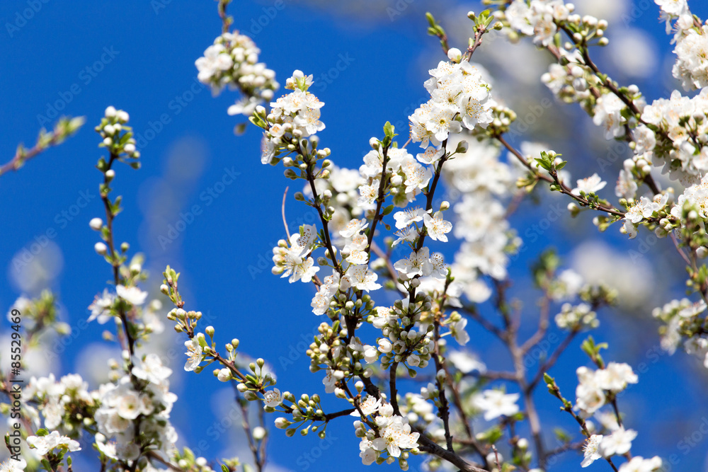 Beautiful flowers on the tree in nature Beautiful flowers on the tree in nature